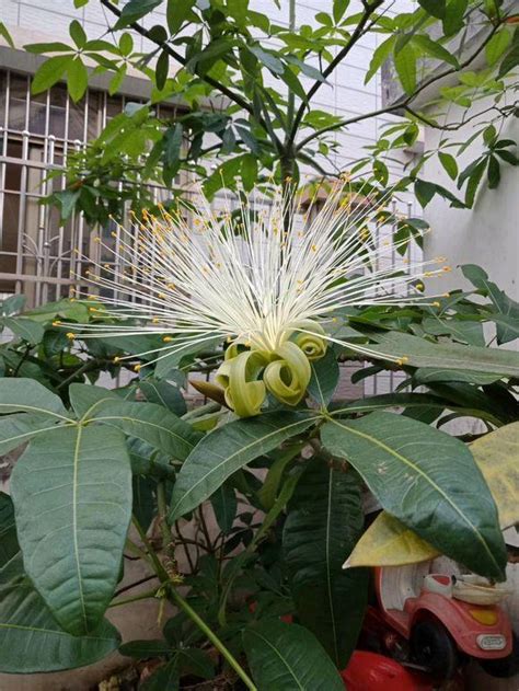 發財樹開花|發財樹會開花嗎？揭開這個美麗植物的秘密 – 植物盆栽綠寶典